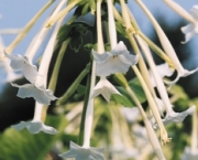 nicotiana-excelsior-10