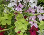 nicotiana-excelsior-14