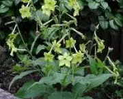 nicotiana-excelsior-15