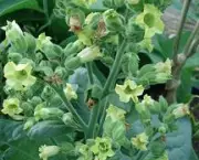 nicotiana-excelsior-9
