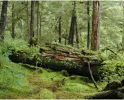 Bioma de Bosques e Florestas (1)