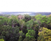 Bioma de Bosques e Florestas (2)