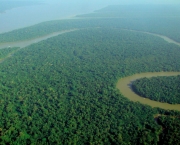Bioma de Bosques e Florestas (3)