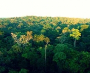 Bioma de Bosques e Florestas (4)