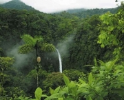 Bioma de Bosques e Florestas (5)