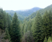 Bioma de Bosques e Florestas (8)