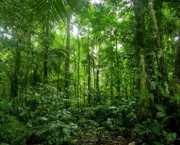 Bioma de Bosques e Florestas (10)