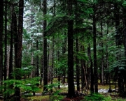 Bioma de Bosques e Florestas (9)