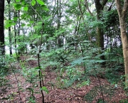 Bioma de Bosques e Florestas (13)