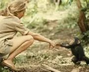 o-estudo-de-jane-goodall-sobre-os-chimpanzes-16
