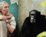 o-estudo-de-jane-goodall-sobre-os-chimpanzes-8