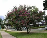 Árvores Ornamentadas Para sua Calçada (6)