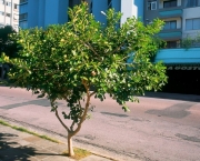 Árvores Ornamentadas Para sua Calçada (7)