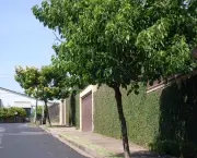 Árvores Ornamentadas Para sua Calçada (8)