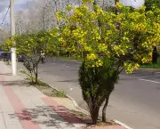 Árvores Ornamentadas Para sua Calçada (9)