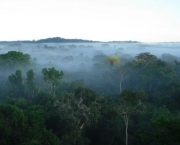AMAZON-DEFORESTATION/