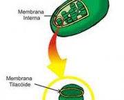 o-que-sao-cloroplastos-14