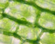 o-que-sao-cloroplastos-16