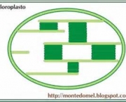 o-que-sao-cloroplastos-18