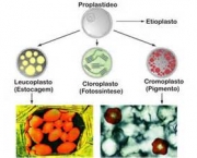 o-que-sao-cloroplastos-6