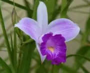 Orquídeas (1)