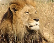 os-leoes-da-savana-africana-1