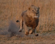 os-leoes-da-savana-africana-3