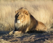 os-leoes-da-savana-africana-4