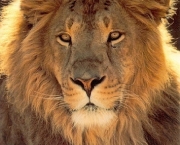 os-leoes-da-savana-africana-5