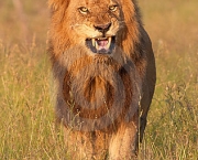 os-leoes-da-savana-africana-8