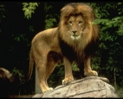 os-leoes-da-savana-africana-9