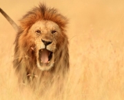 os-leoes-da-savana-africana-6