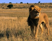 Os Leões da Savana Africana (2)