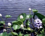 pantanal-mato-grossense-4