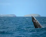 parque-nacional-marinho-dos-abrolhos-6