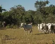 pecuaria-bovina-organica-no-pantanal-6