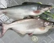 peixe-panga-11