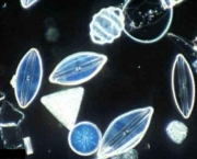 plancton-caracteristicas-gerais-5