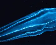 plancton-caracteristicas-gerais-9