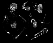plancton-caracteristicas-gerais-4