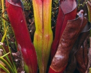 Planta Carnivora Heliamphora (3)