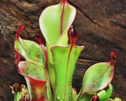 Planta Carnivora Heliamphora (9)