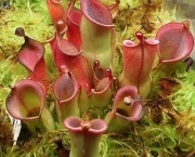 Planta Carnivora Heliamphora (10)