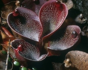 Planta Carnivora Heliamphora (17)