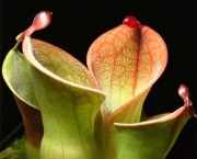 planta-carnivora-heliamphora-1