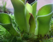 planta-carnivora-heliamphora-10