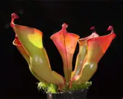 planta-carnivora-heliamphora-4