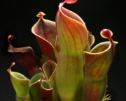 planta-carnivora-heliamphora-5