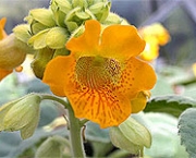 planta-carnivora-ibicella-1