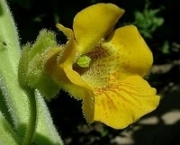 planta-carnivora-ibicella-2